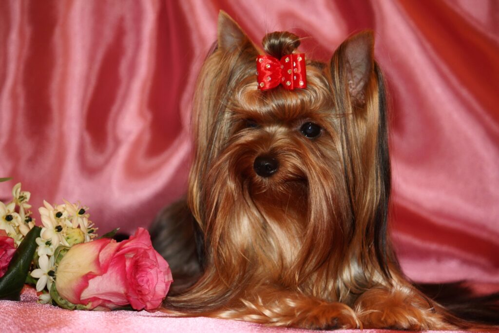 Elegant Yorkshire Terrier on Pink Fabric with Roses - Wallpaper