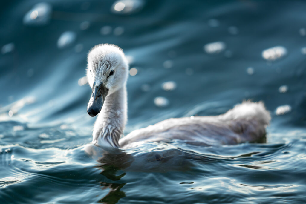 Young Swan Gliding Through Water - High-Resolution Wallpaper