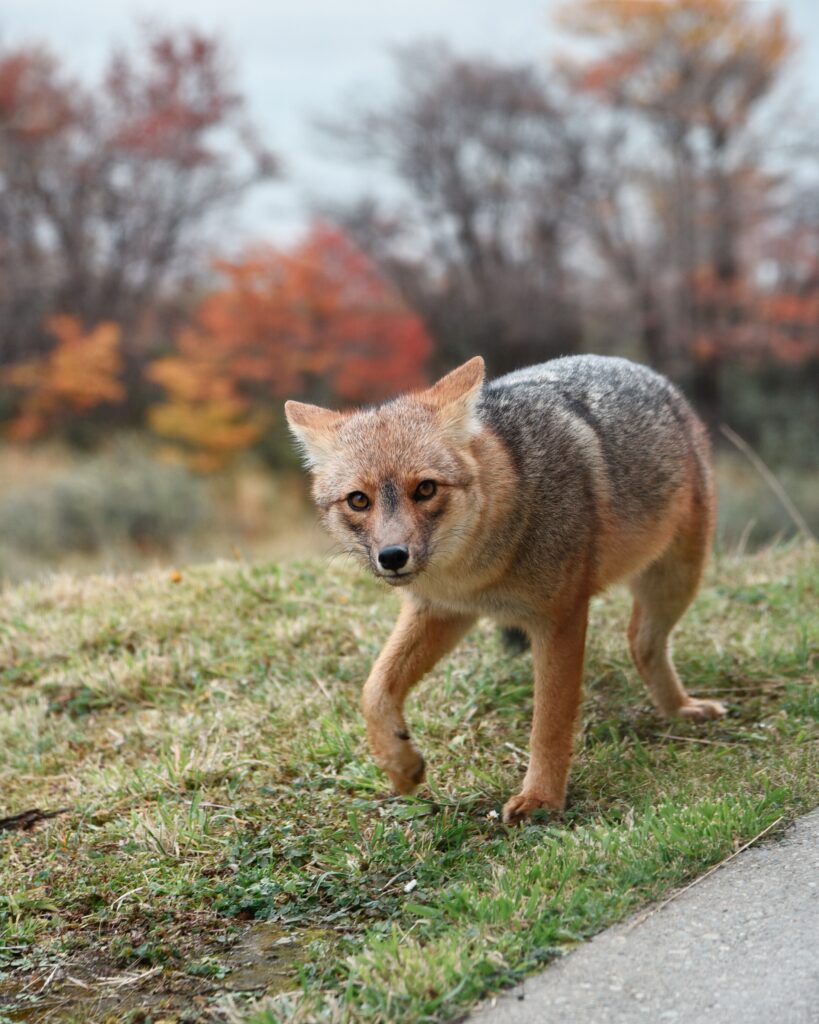 Elegant Fox in Autumn: Captivating Wallpaper with Warm Hues