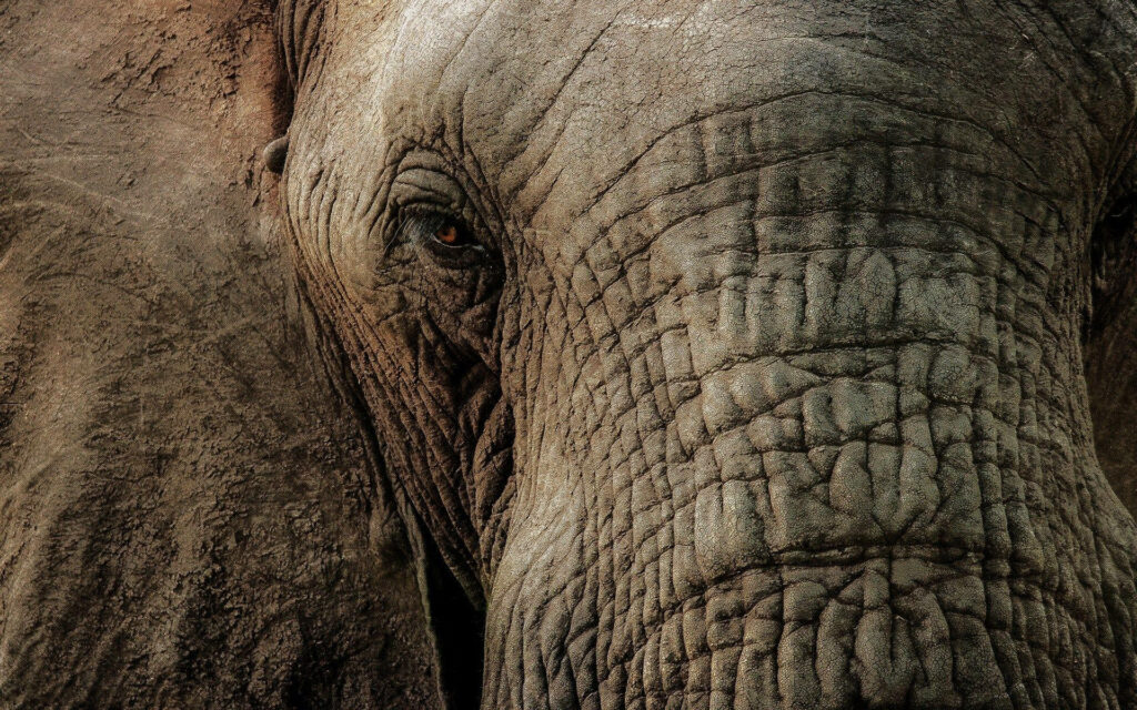 Sun-Kissed Majesty: The Captivating Close Up Elephant Wallpaper