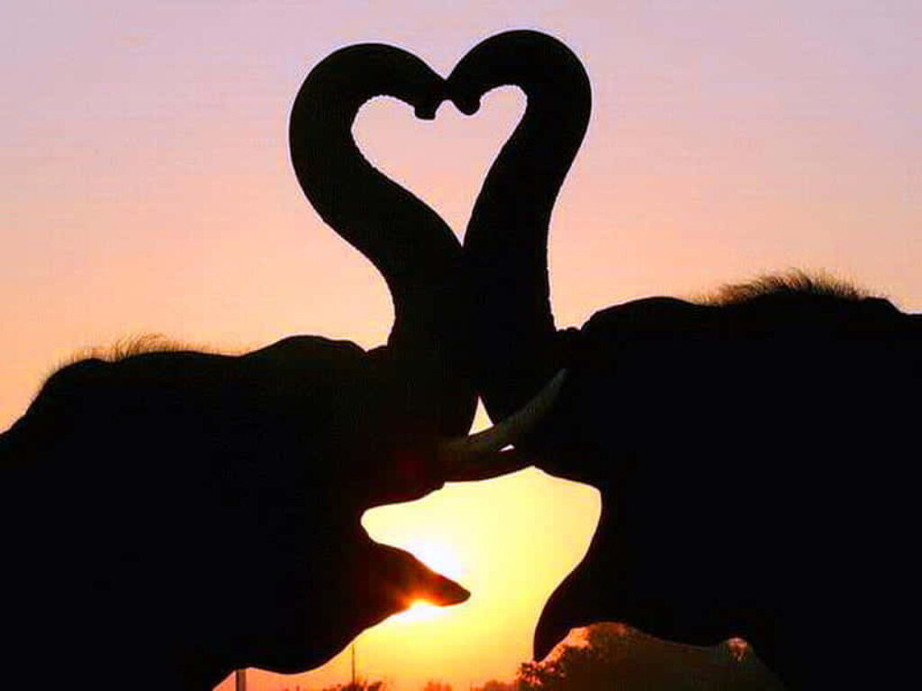 Romantic Elephant Silhouettes in Heart Shaped Sunset Wallpaper