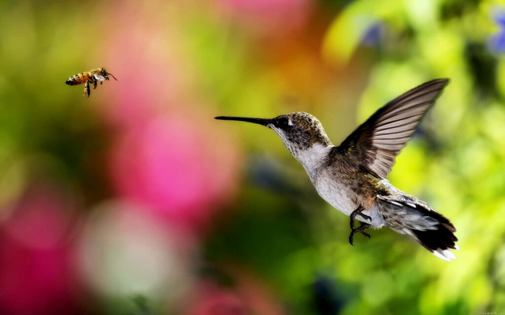 Elfin Hummingbird & Bee: A Vibrant Nature Wallpaper Scene