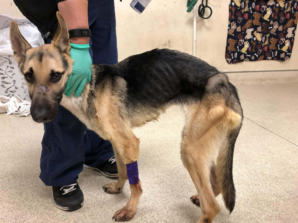 Rescue Wallpaper: Emaciated German Shepherd's Journey to Health