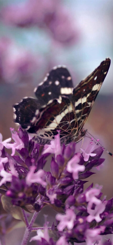 Black Butterfly on Purple Flowers Wallpaper