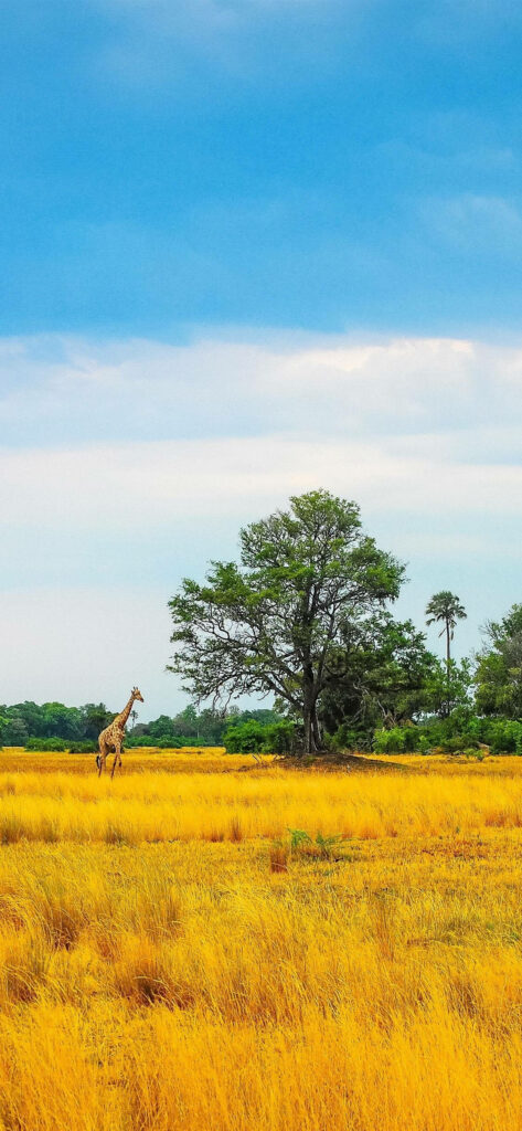 Vibrant Serenity: A Captivating African Landscape Captured for Your Iphone Wallpaper