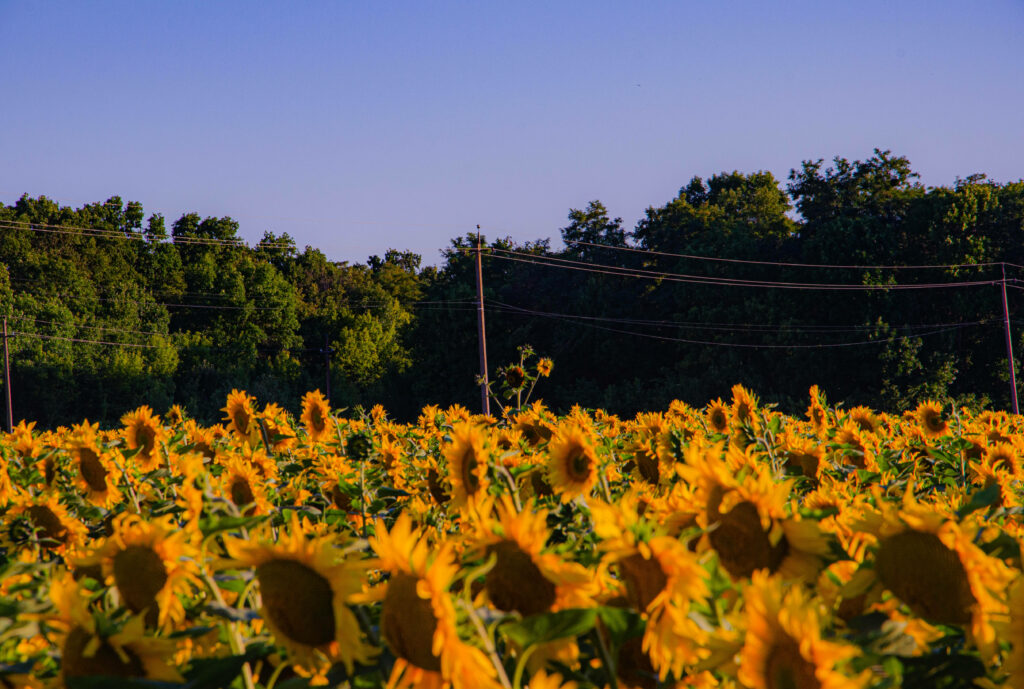 Golden Serenity: Captivating Sunflowers against a Picturesque Farmland Backdrop Wallpaper