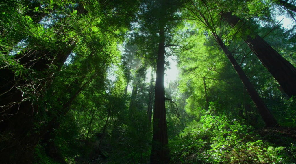 Emerald Canopy: A Stunning HD Wallpaper of Lush Jungle Trees Enveloped by Clear Skies