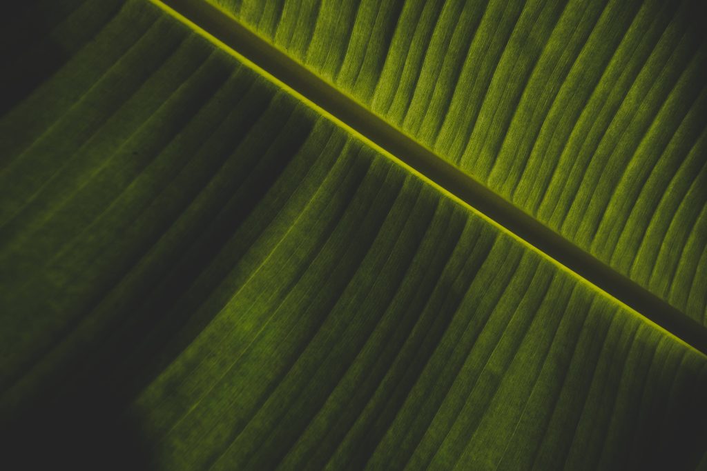 Macro close-up of emerald green banana leaf with moody lighting and tropical foliage textures Wallpaper