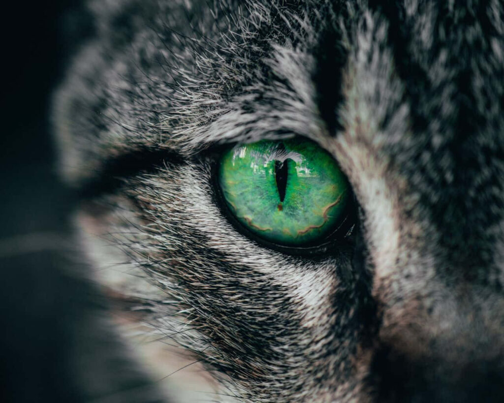 Closeup of a cat's vivid green eye with detailed gray and black striped fur wallpaper background