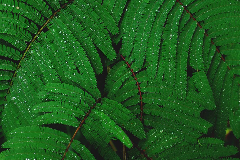 Macro photo of dew-kissed emerald green fern leaves on dark background vibrant nature wallpaper