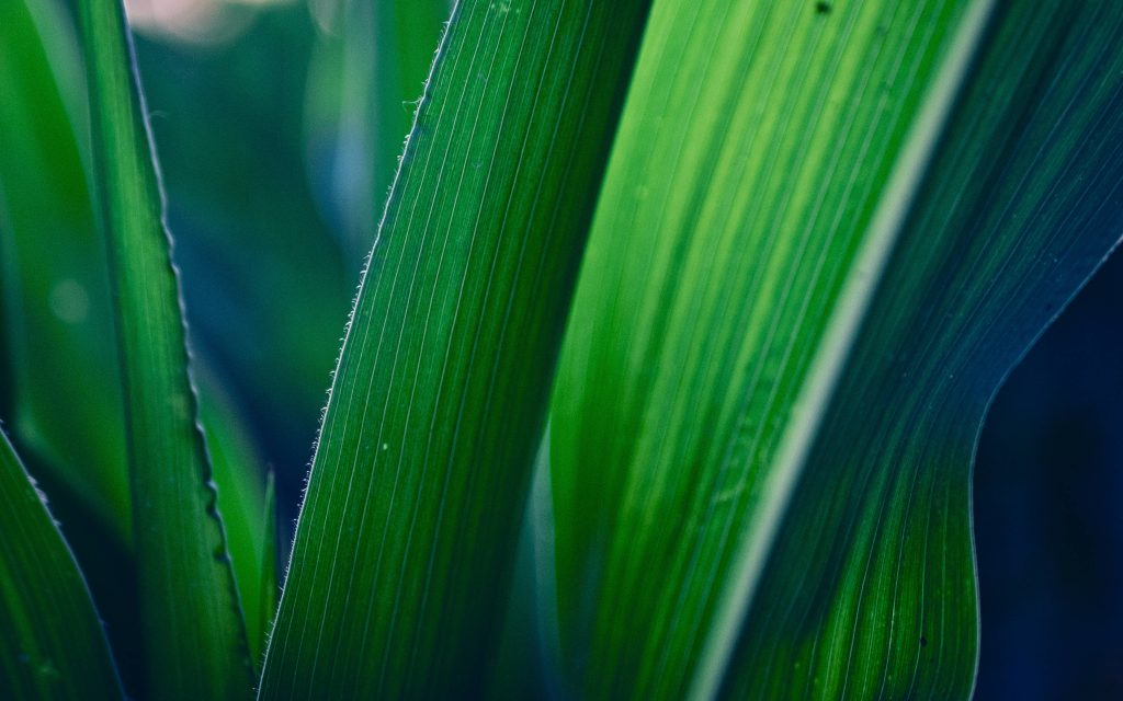 Macro close-up of lush emerald green leaf with parallel veins and intricate natural textures wallpaper