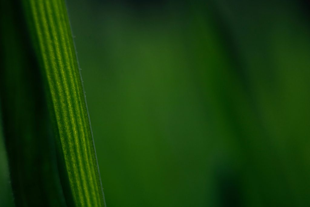 Emerald green leaf macro with delicate veins and soft deep green bokeh background wallpaper