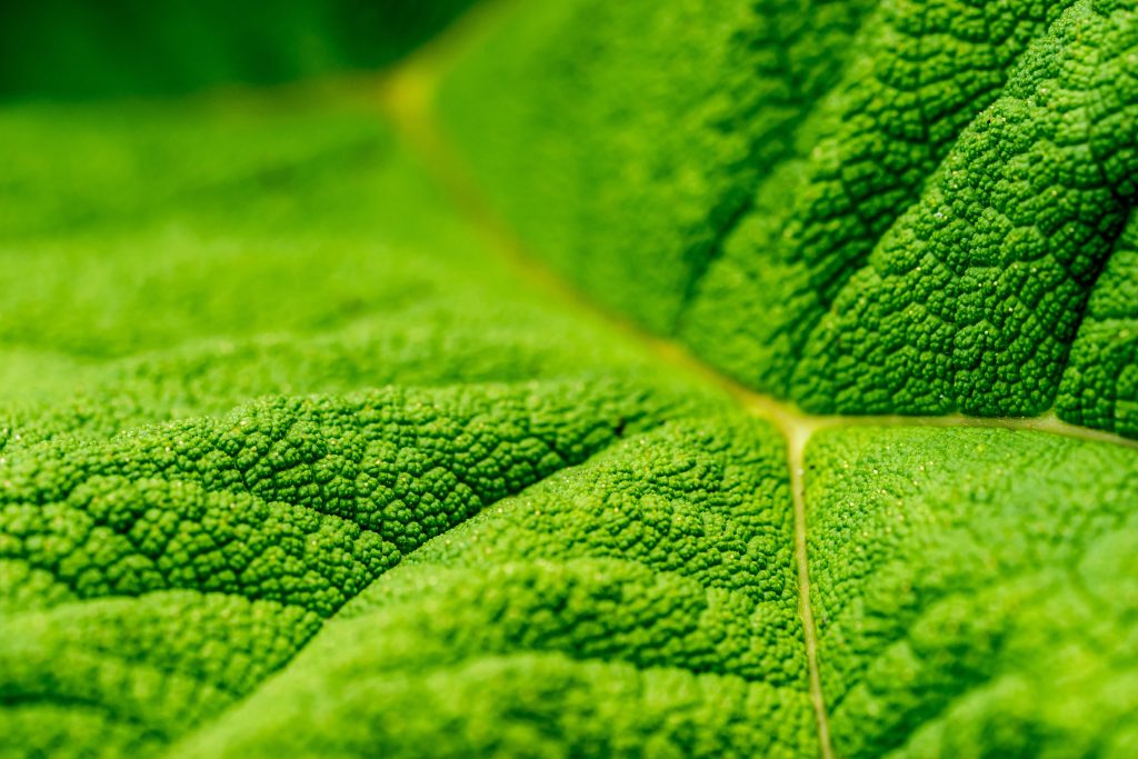 Macro shot of emerald green leaf showing textured surface and detailed veins for wallpaper