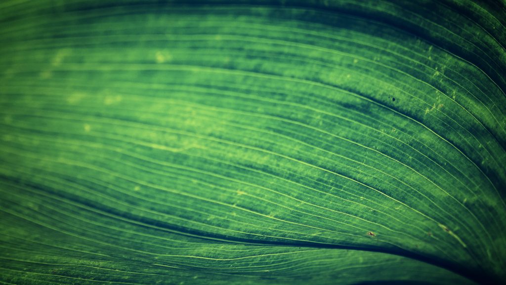 Close-up emerald green leaf showing detailed veins and rich botanical textures wallpaper background