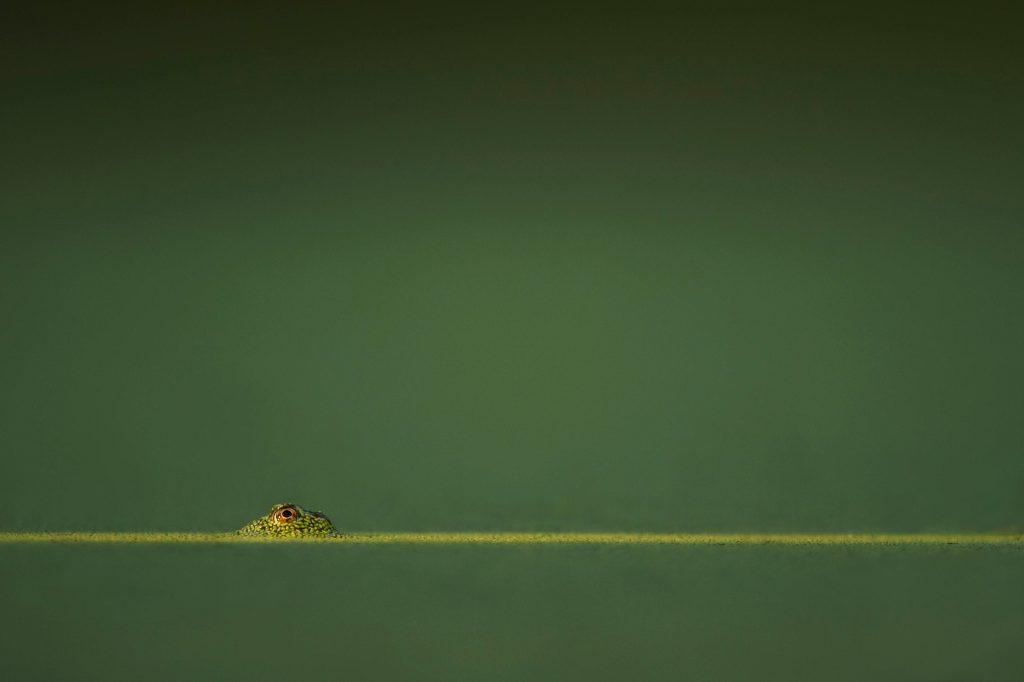 Minimalist macro photo of emerald green lizard head above water with vibrant aquatic plants background Wallpaper
