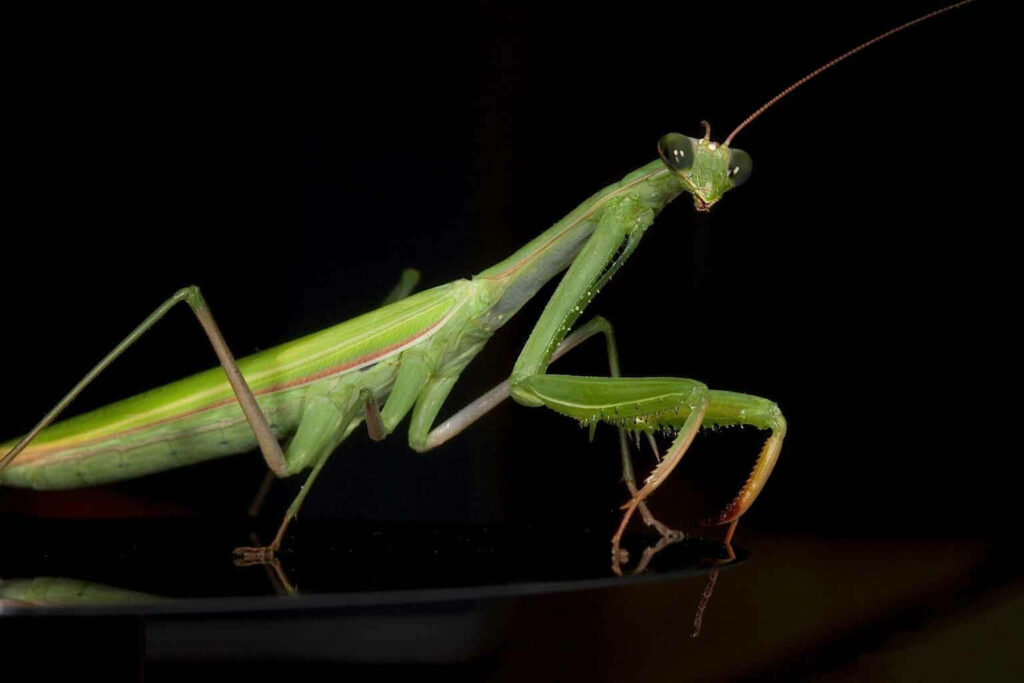 Stunning Emerald Green Praying Mantis Wallpaper on Dark Background