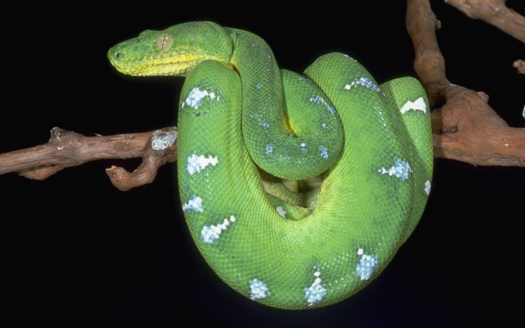 Emerald Green Snake wallpaper showing vibrant Green Tree Python coiled on rustic branch