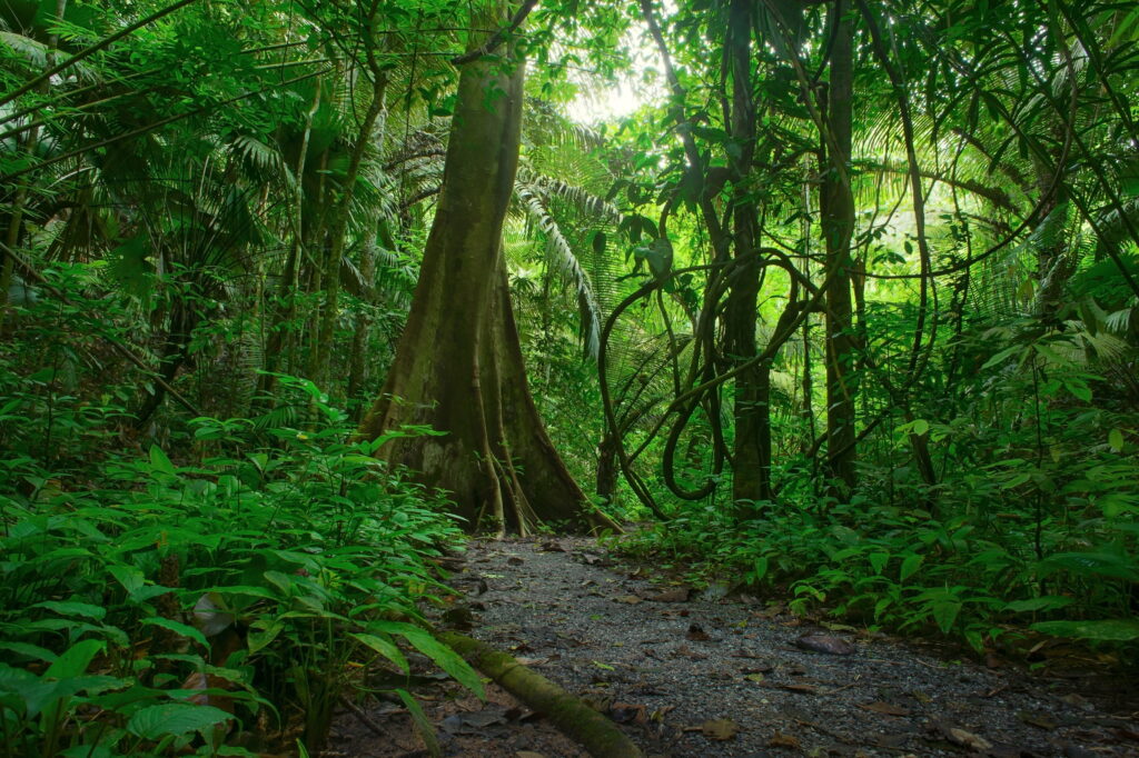 Enchanted Wilderness: Captivating Jungle Paradise in 4K Wallpaper