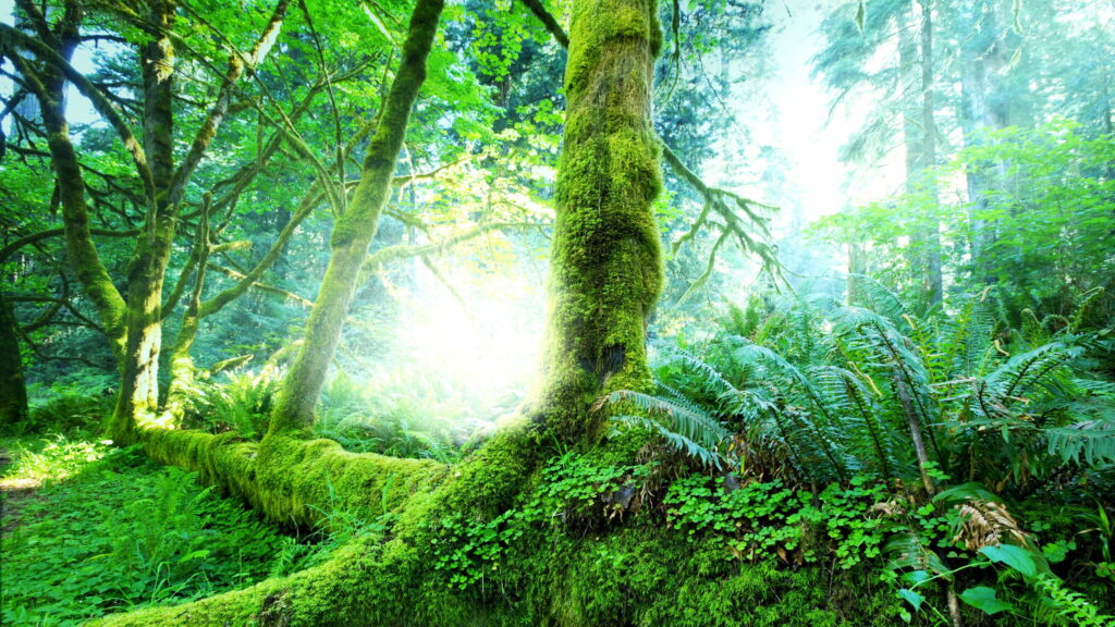 Enchanting Undergrowth: Lush Jungle Landscape with Algae-Adorned Tree Trunk, 4K Wallpaper Masterpiece