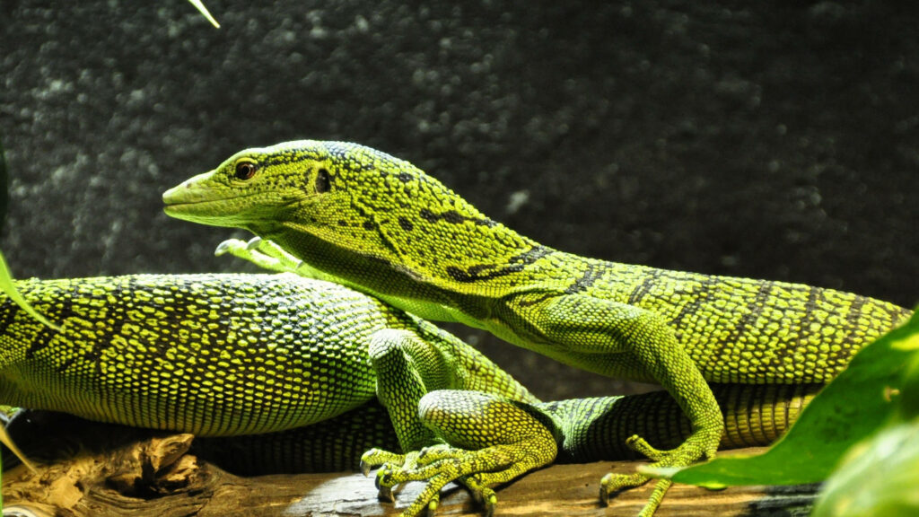 Emerald Tree Monitor: Vibrant Lizard on Lush Foliage Background Wallpaper