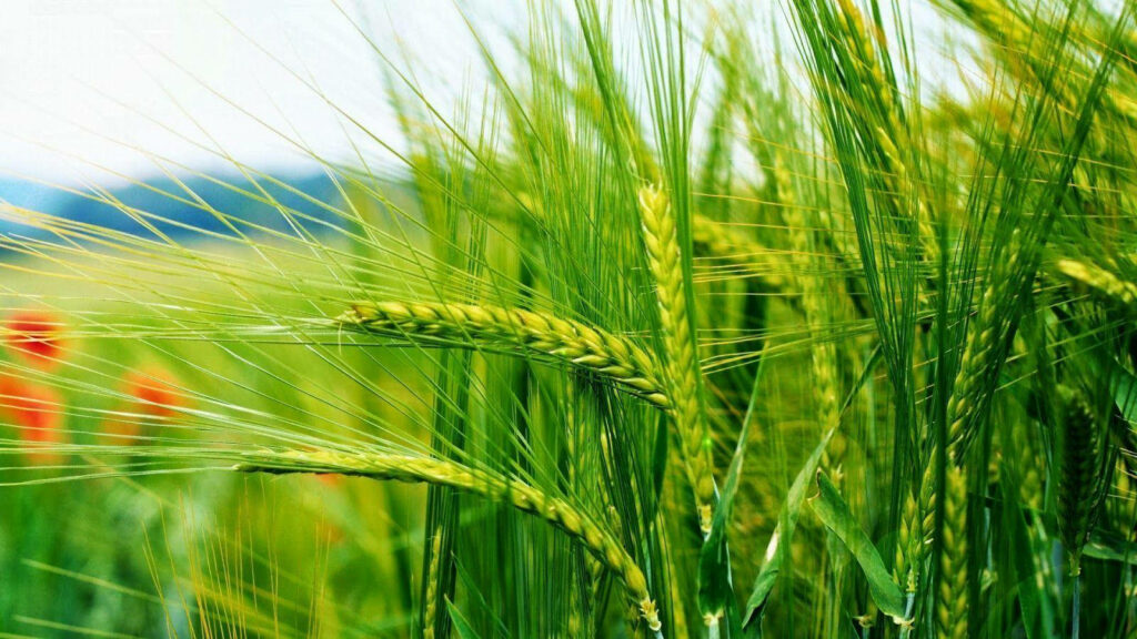 Emerald Symphony: Capturing Vivid Unripe Wheat in Serene Natural Surroundings Wallpaper