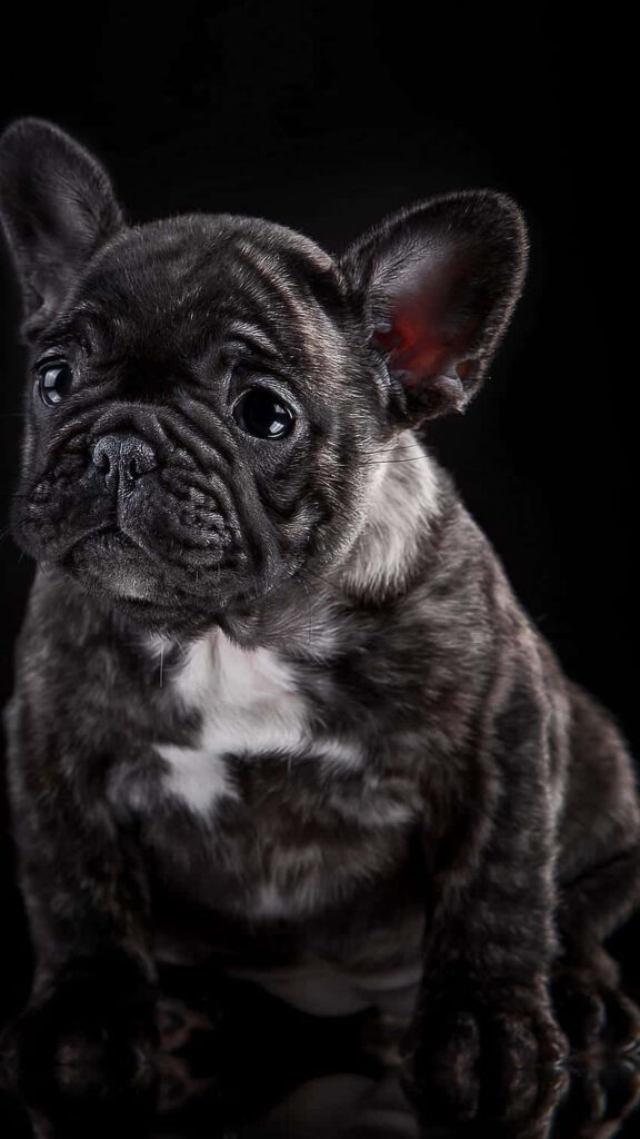 Emotive Black French Bulldog Wallpaper - Teary Eyes & Dark Background