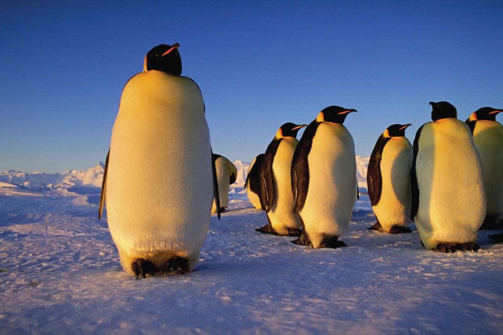 Emperor Penguins Marching Under Sunset: Serene Snowy Landscape Wallpaper