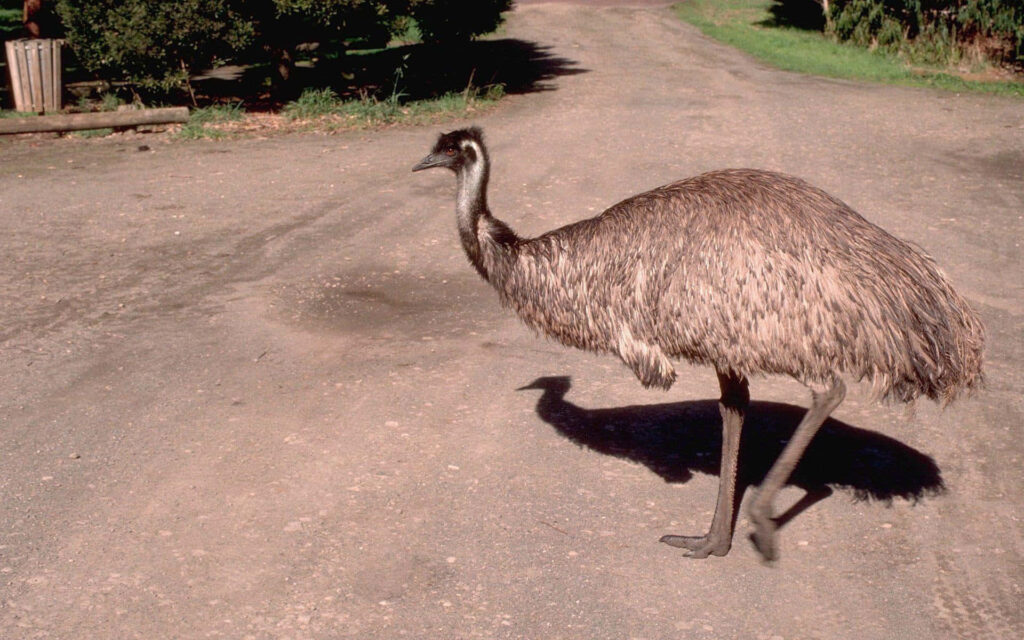 Emu walking on dirt road with brown gray feathers blending into rural green nature background Wallpaper