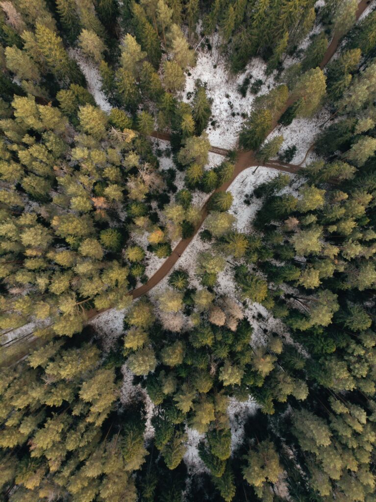 Aerial view of snowy forest with winding paths through tall evergreen trees tranquil wallpaper