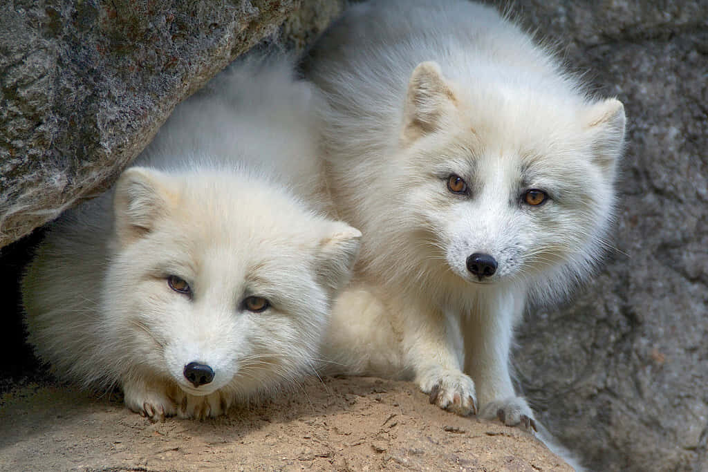 Enchanting Arctic Foxes Wallpaper: Winter Wilderness Serenity