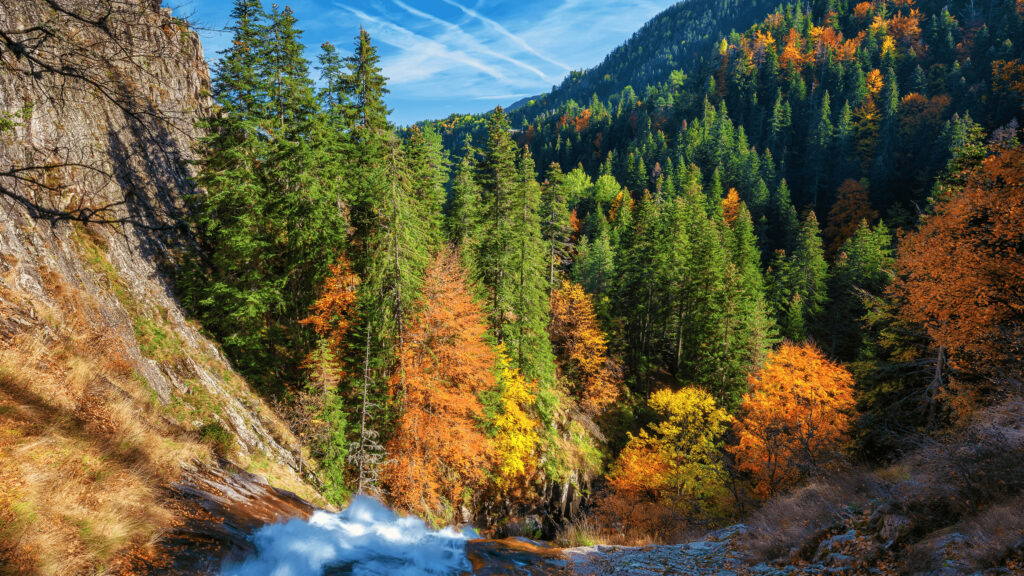 Enchanting 4K Computer Wallpaper: Majestic Forest Scene with Towering Pine Trees and Vibrant Orange Foliage