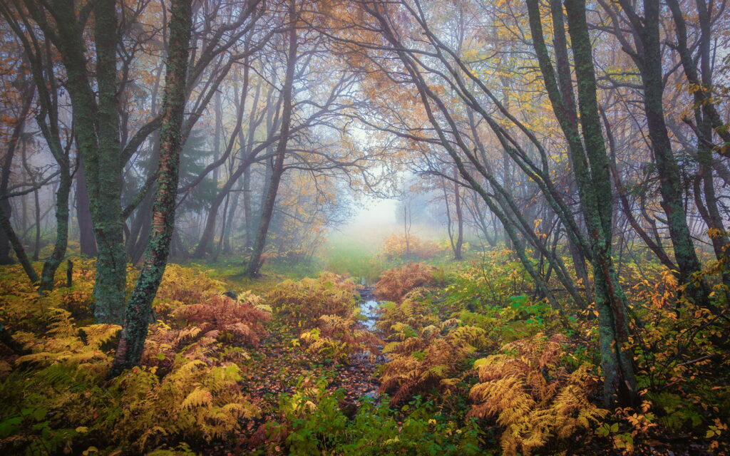 Misty autumn forest in Trondheim Norway with mossy trees golden ferns and foggy path 4K wallpaper