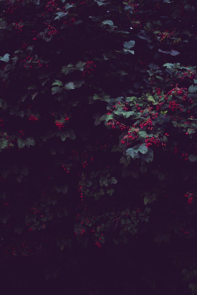 Lush dark green bush with vibrant red berries and broad leaves in moody woodland scene wallpaper