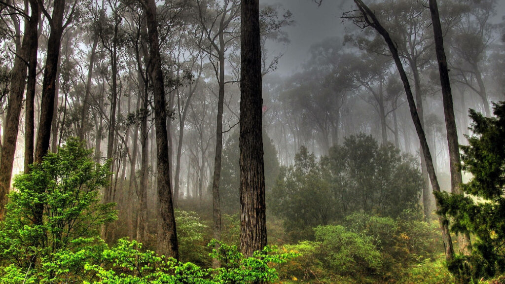 Misty Daybreak: Sunlit Serenity in Forest's Embrace - Captivating Background Photo Wallpaper