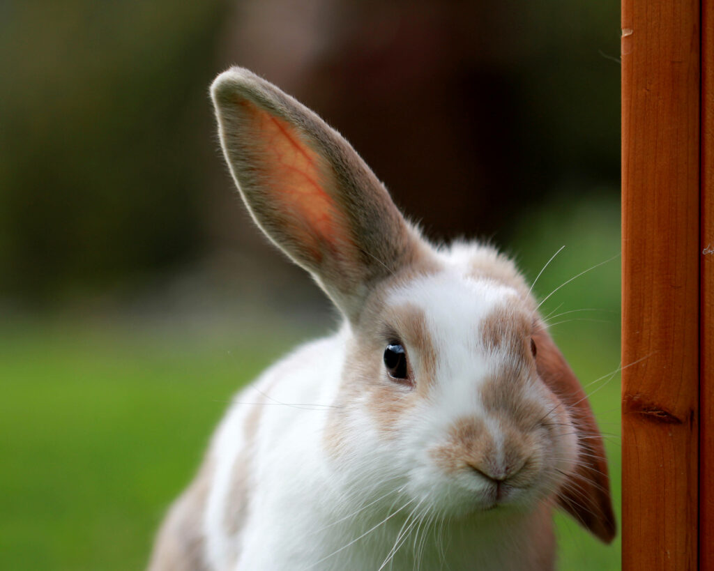 Fuzzy Delight: Adorable Domestic Rabbit Poses Against a Soft Blend of Beige and White Tones in a Dreamy Blur Wallpaper