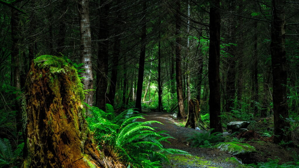 Enchanted Woodland: A Deep Forest Pathway 4K Wallpaper Background Photo