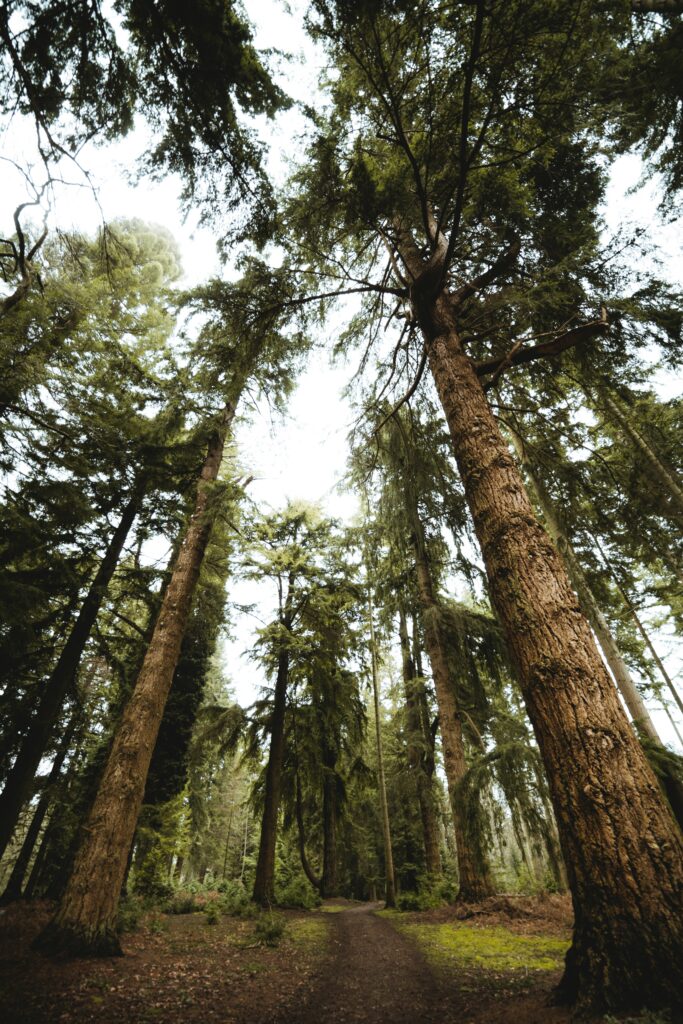 Enchanted forest wallpaper with tall pine trees and sunlit narrow dirt path in rich greens and browns