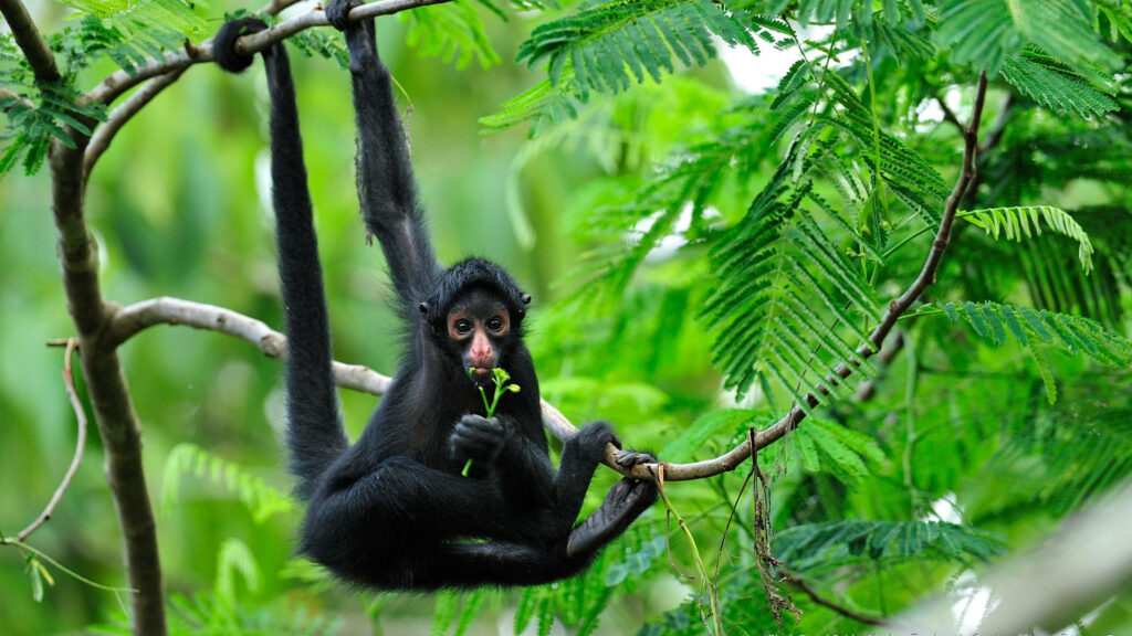 Stealthy Spiders: Enchanting Wallpaper of Rare Black Spider Monkeys in their Natural Habitat
