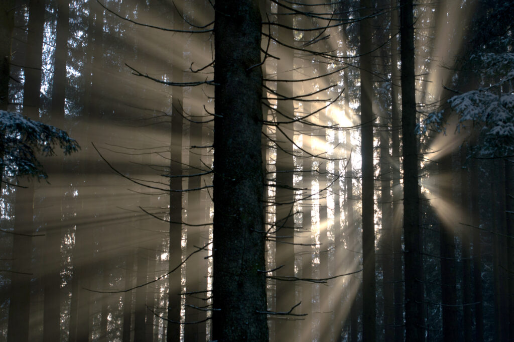 Sunlight beams through tall dense trees in a misty forest creating a magical serene ambiance wallpaper