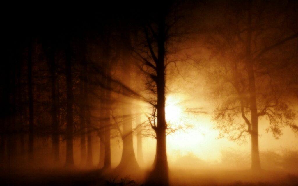 Sunrise forest wallpaper with tall trees glowing through mist and golden light beams for tranquility