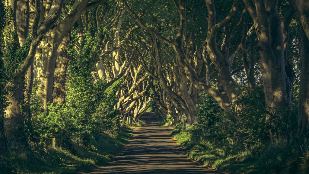 Winding forest path under arching trees with dappled sunlight and lush green foliage wallpaper