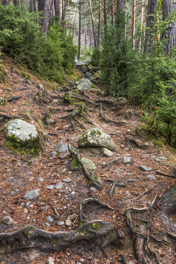 Enchanted forest wallpaper with entwined roots lush green trees and mossy textured stones