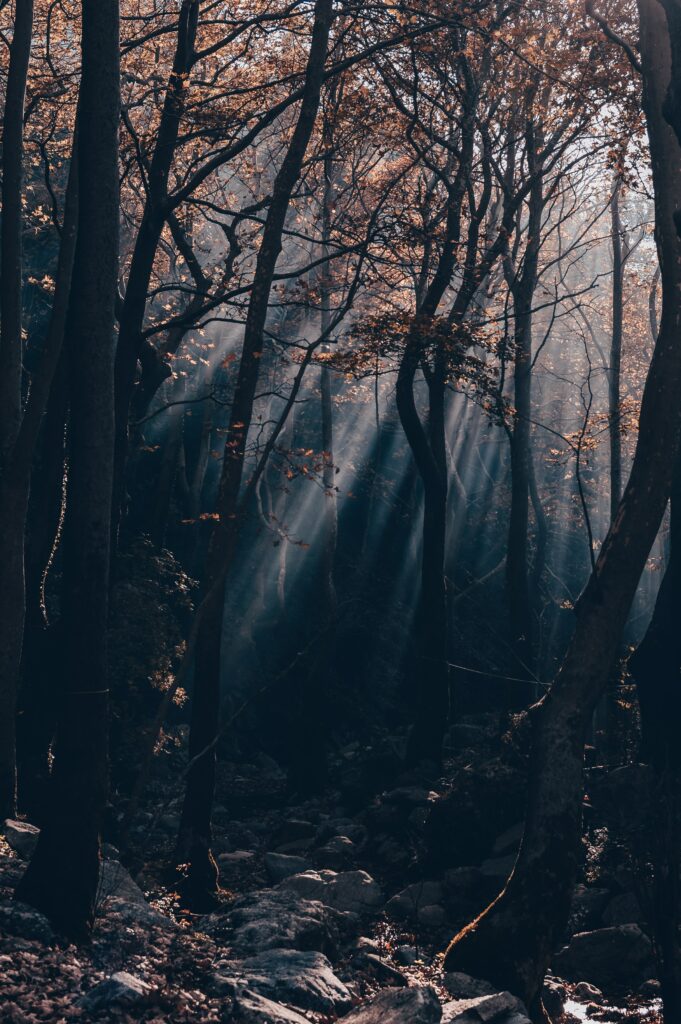 Sunlight filters through twisted branches over rugged stones in a moody enchanted forest wallpaper