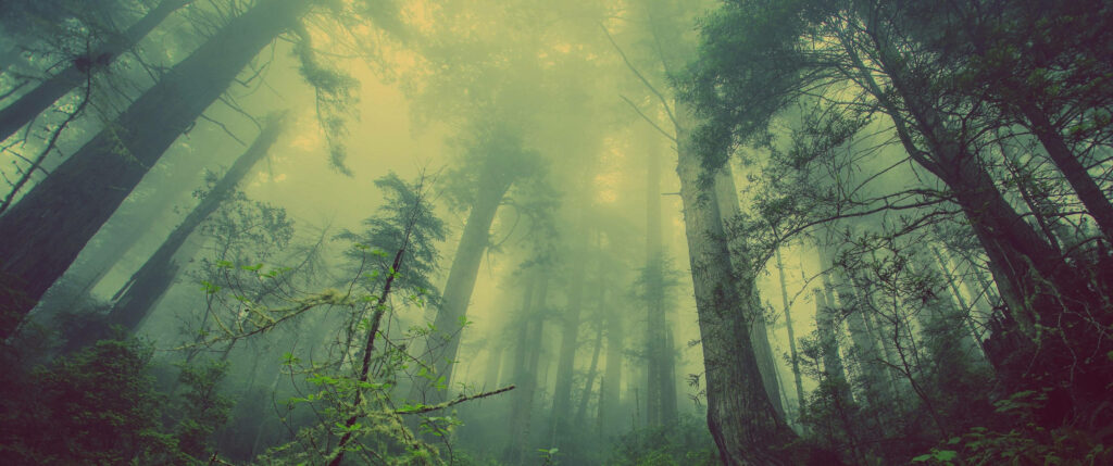Mystical forest wallpaper with towering trees and glowing green mist in soft ethereal light