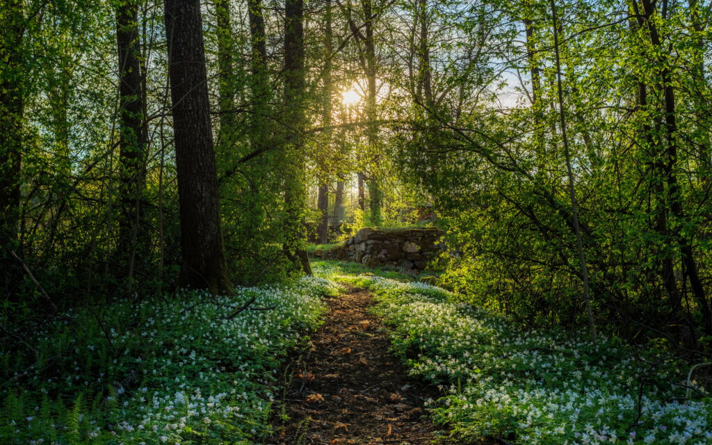 Enchanted Spring: Sun-Kissed Snowdrops Blossoming Along a Forest Path in HD Wallpaper