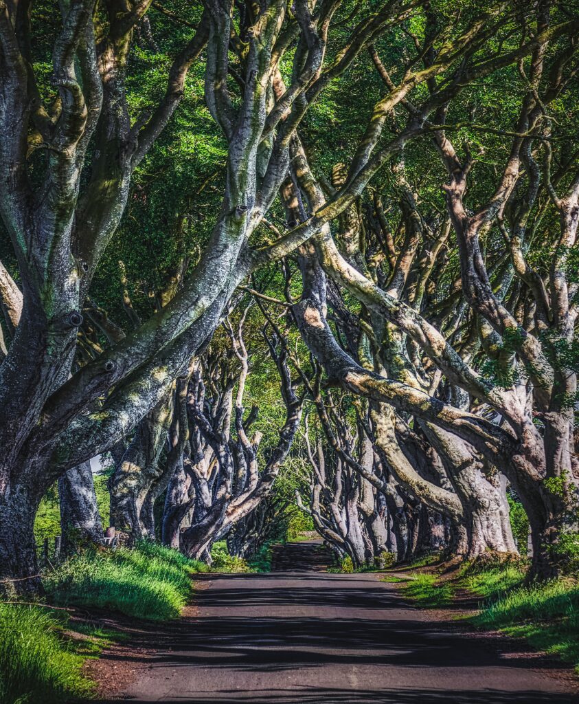 Scenic alley road with twisted trees and sunlit green canopy creating serene natural wallpaper background