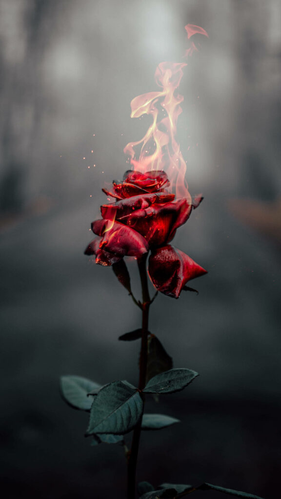 Enchanting Dark Wallpaper: Fiery Red Rose in Flames