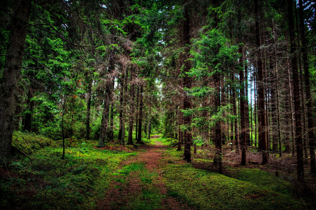 Enchanting Forest Path 4K Wallpaper - Serene Nature Background