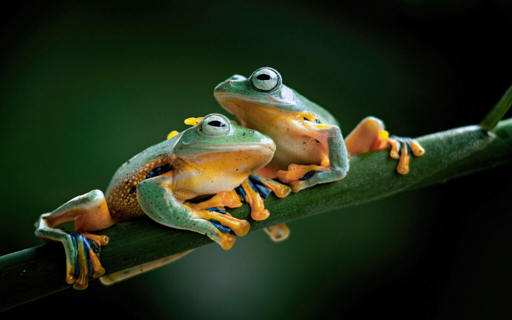 Endearing Affection: Ultra HD Laptop Wallpaper Showcasing Adorable Nuzzling Java Frogs