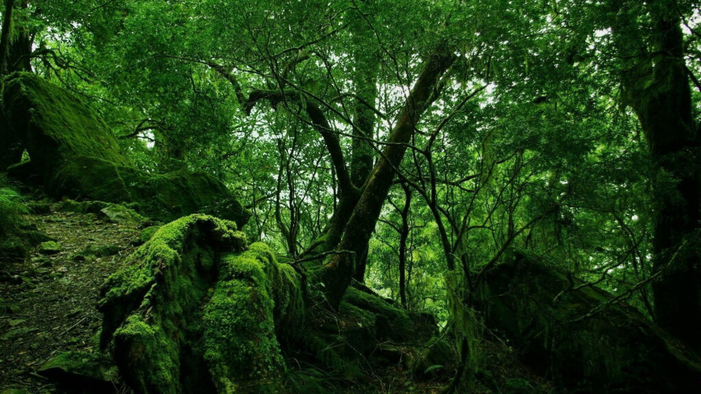 Enchanting Jungle Oasis: Verdant Algae-Covered Rocks Amidst Lush Canopy - 4K Wallpaper